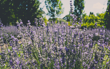 Naklejka premium field of purple flowers