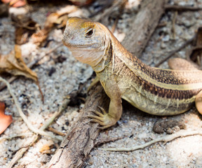 Butterfly lizard on a beach in Vietnam