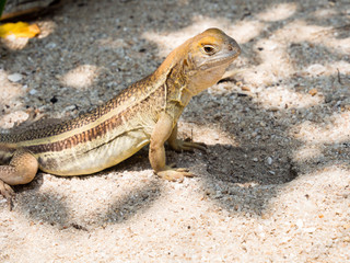 Butterfly lizard sitting near its burrow on a beach in Vietnam