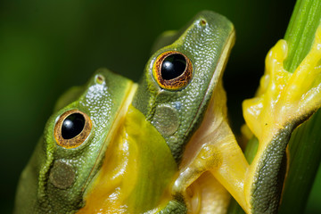 Graceful Tree Frog (Litoria gracilenta) in amplexus