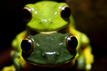 Orange-thighed Frog (Litoria xanthomera) in amplexus