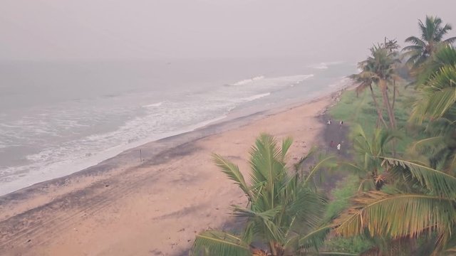 Palm trees on a sandy beach in Kerala, India. Aerial drone view
