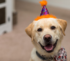 Yellow Labrador