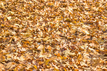 Autumn leaves with a plane tree on snow