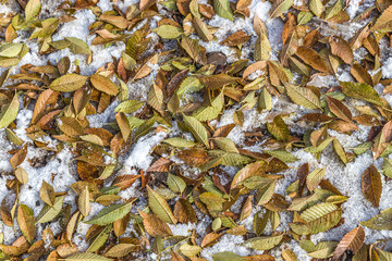 Autumn leaves in the snow after the first snow