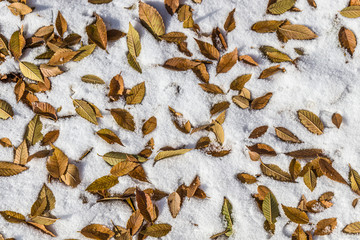 Autumn leaves in the snow after the first snow