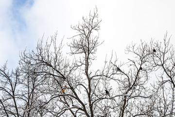 Fototapeta na wymiar Branches of a dry tree in the snow against the sky