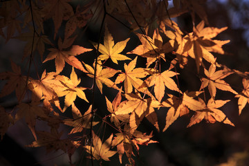 leaves of autumn colors  in autumn park. leaf maple background. go on a trip to view the autumn colors.Season concept of colorful autumn leaves. maple Tree in the sunlight shinning through.