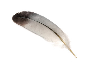 Bird feather isolated on white background
