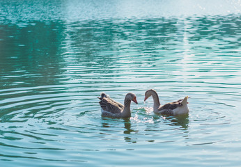 two ducks in the water