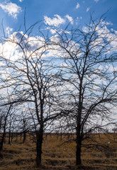 Silhouette of crooked tree branches against the sky as an abstract background
