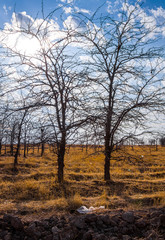 Obraz premium Silhouette of crooked tree branches against the sky as an abstract background