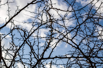 Silhouette of crooked tree branches against the sky as an abstract background