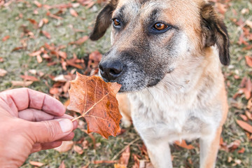 Dog sniffs autumn leaves in nature. Portrait.