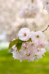 信州　小布施　ヤエザクラの花