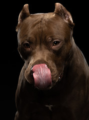 funny muzzle dog on a dark background. Pit bull terrier in the studio. Cute pet