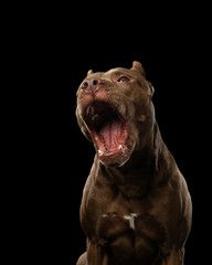 funny muzzle dog on a dark background. Pit bull terrier in the studio. Cute pet