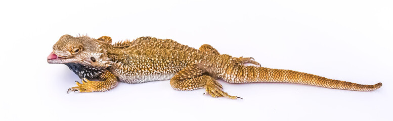 Exotic animal bearded lizard on a white background.