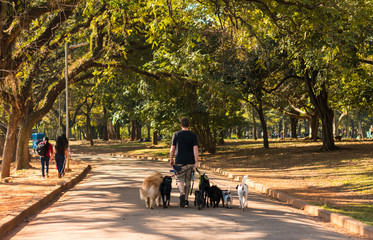 Naklejka premium MAN WALKING WITH HIS DOGS