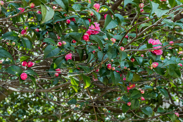 Camellia in botanical garden of Tokyo