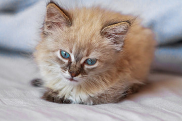 Kitten with blue eyes on reflective background