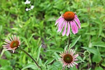 인천대공원에서찍은꽃입니다