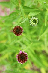 인천대공원에서찍은꽃입니다