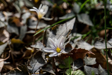 The small white flower which blooms in the field