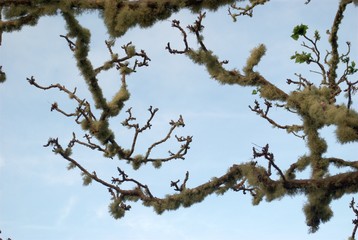 Twigs of a tree covered with soft moss