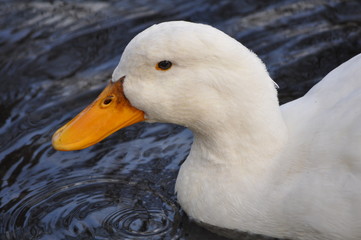 Duck face close up