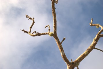 Branch of a tree without leaves but with moss growing in the twigs
