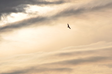 Fototapeta na wymiar Seagull flying against yellow sky