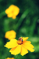 인천대공원에서찍은꽃입니다