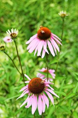 Obraz premium 인천대공원에서찍은꽃입니다