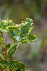 green leaves of fern