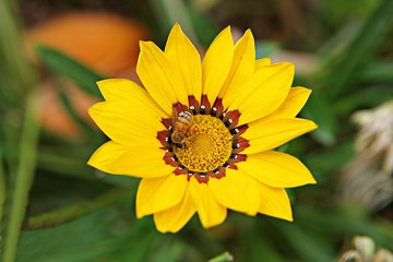 인천대공원에서찍은꽃입니다