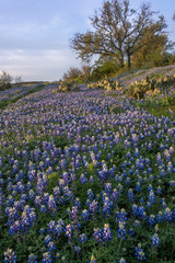 Texas bluebonnets field at dawn