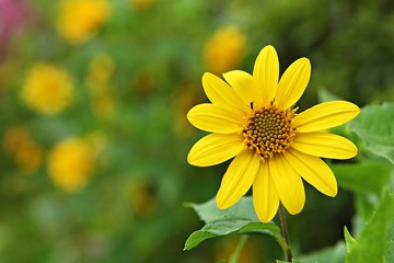 인천대공원에서찍은꽃입니다