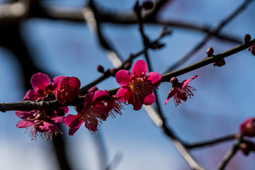 Plum blossom in botanical garden of Tokyo