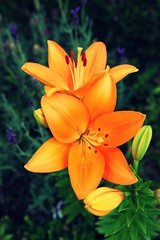 Fototapeta premium 인천대공원에서찍은꽃입니다