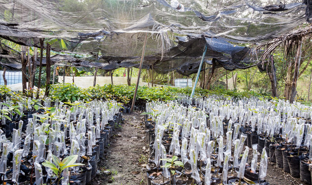 dramatic image of avocado nursery in the caribbean mountains of the dominican republic