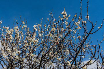 Plum blossom in botanical garden of Tokyo