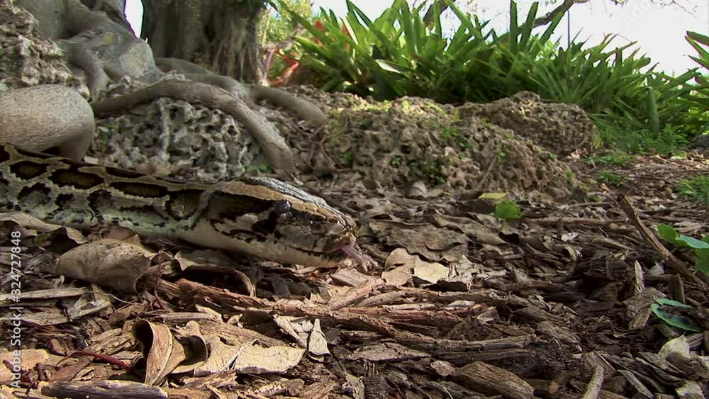 Poster a huge python snake slowly creeps along the ground in the shadows in the forest