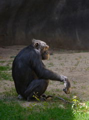Chimpanzee looking off to the side into the sun
