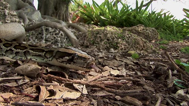 A huge python snake slowly creeps along the ground in the shadows in the forest