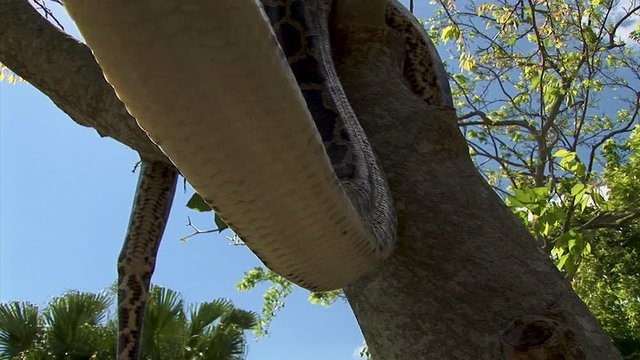 A large tree snake hanging from a tree flicks its tongue on slithers over  the camera