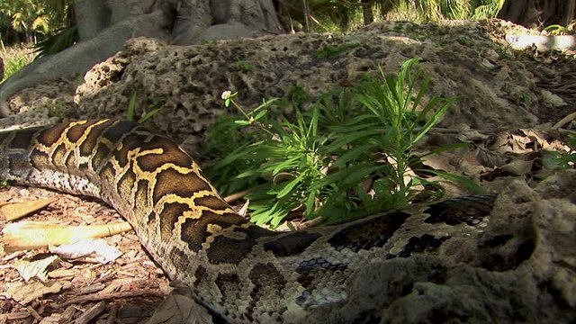 A massive snake body slithers along the ground waiting to hunt its next meal