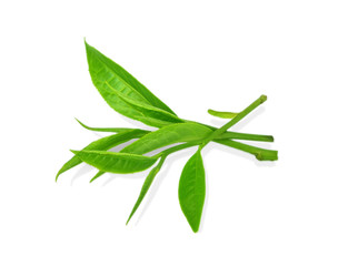 green tea leaf isolated on white background