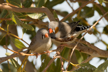 Zebra Finches snuggle