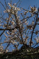 Plum blossom in botanical garden of Tokyo